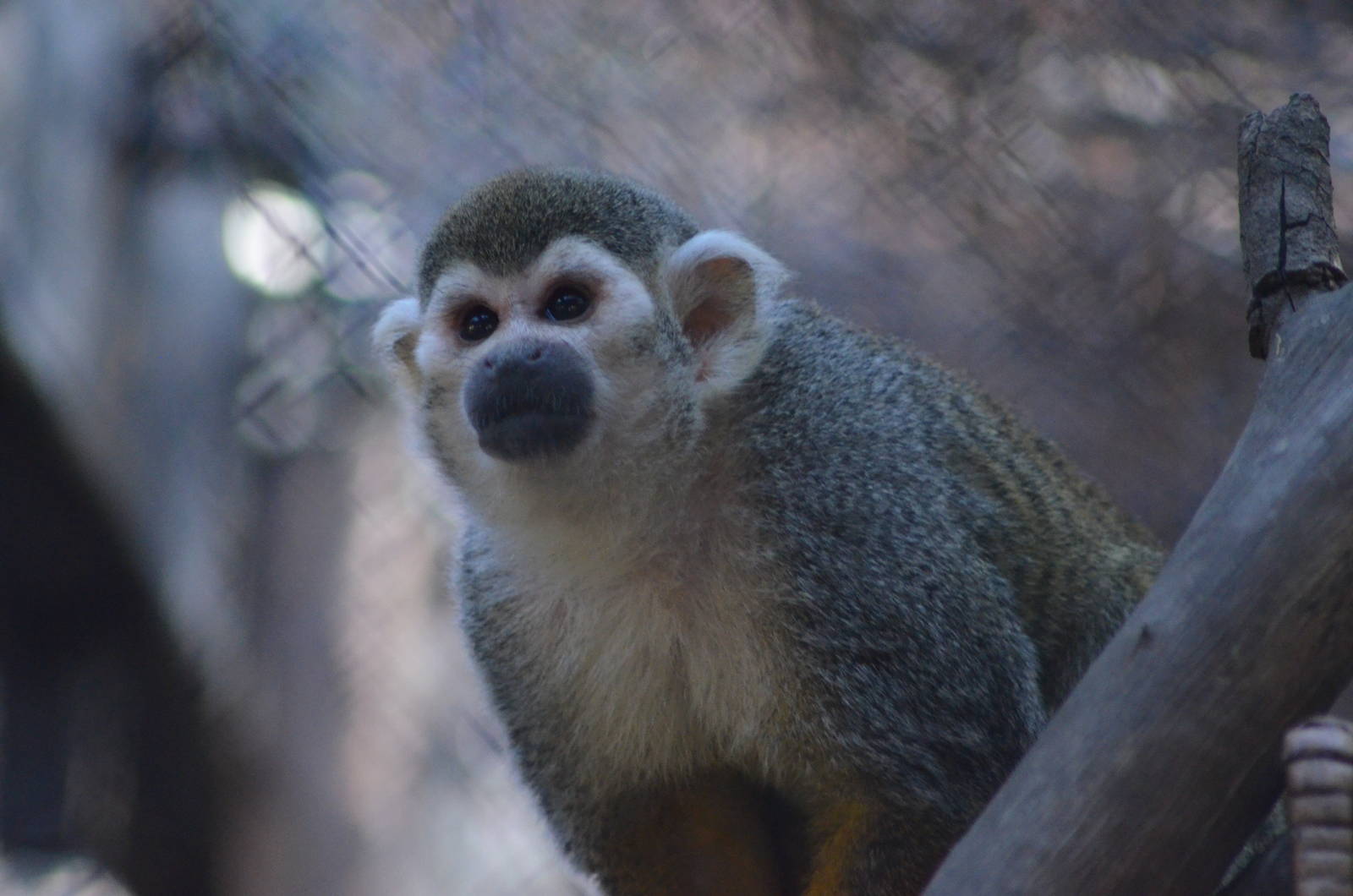 Squirrel Monkey