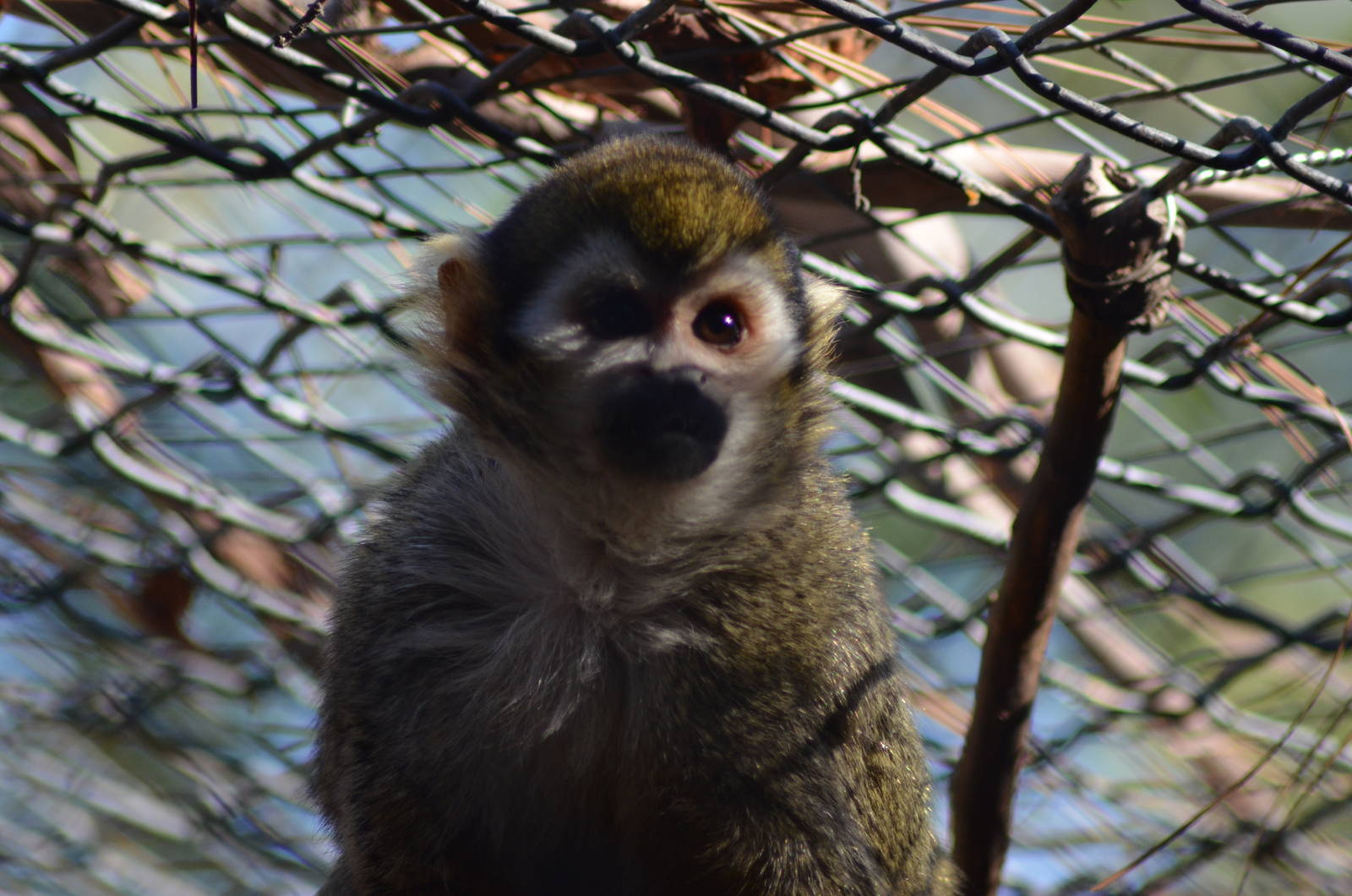 Squirrel Monkey