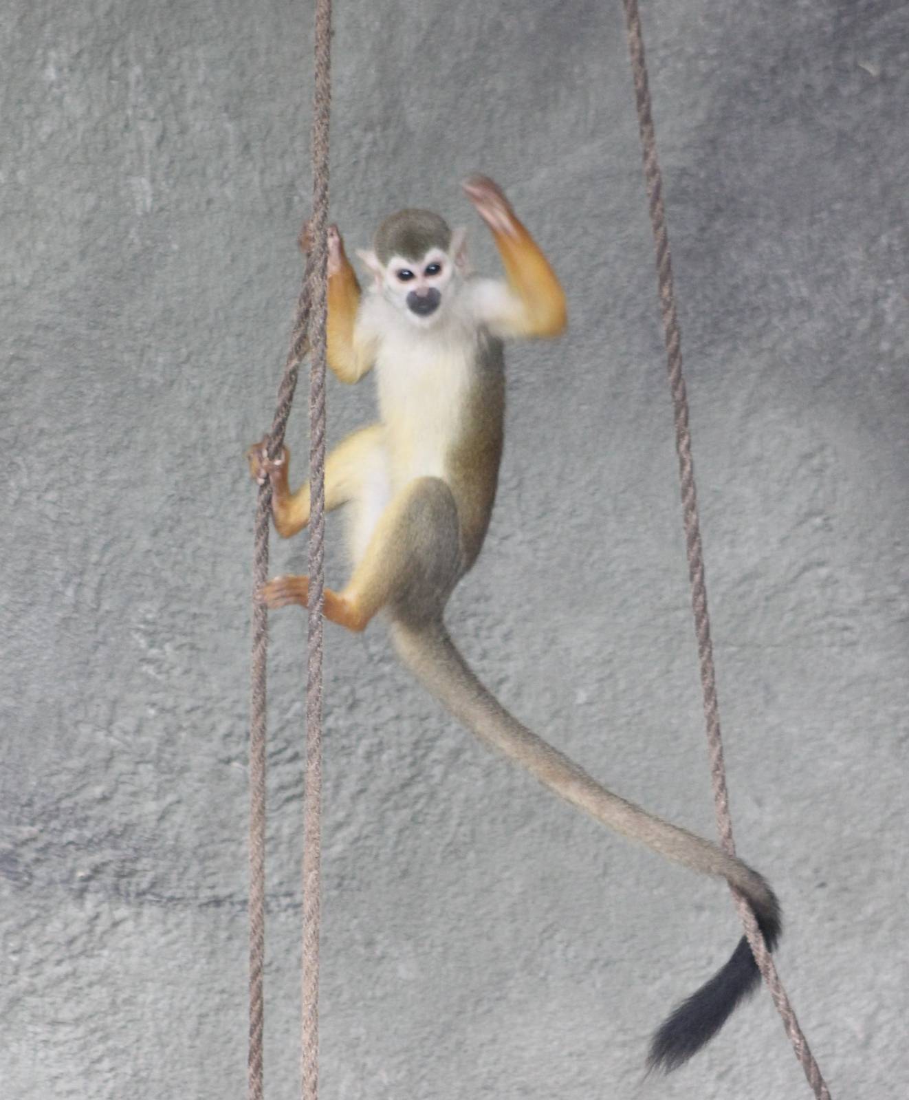Squirrel monkey