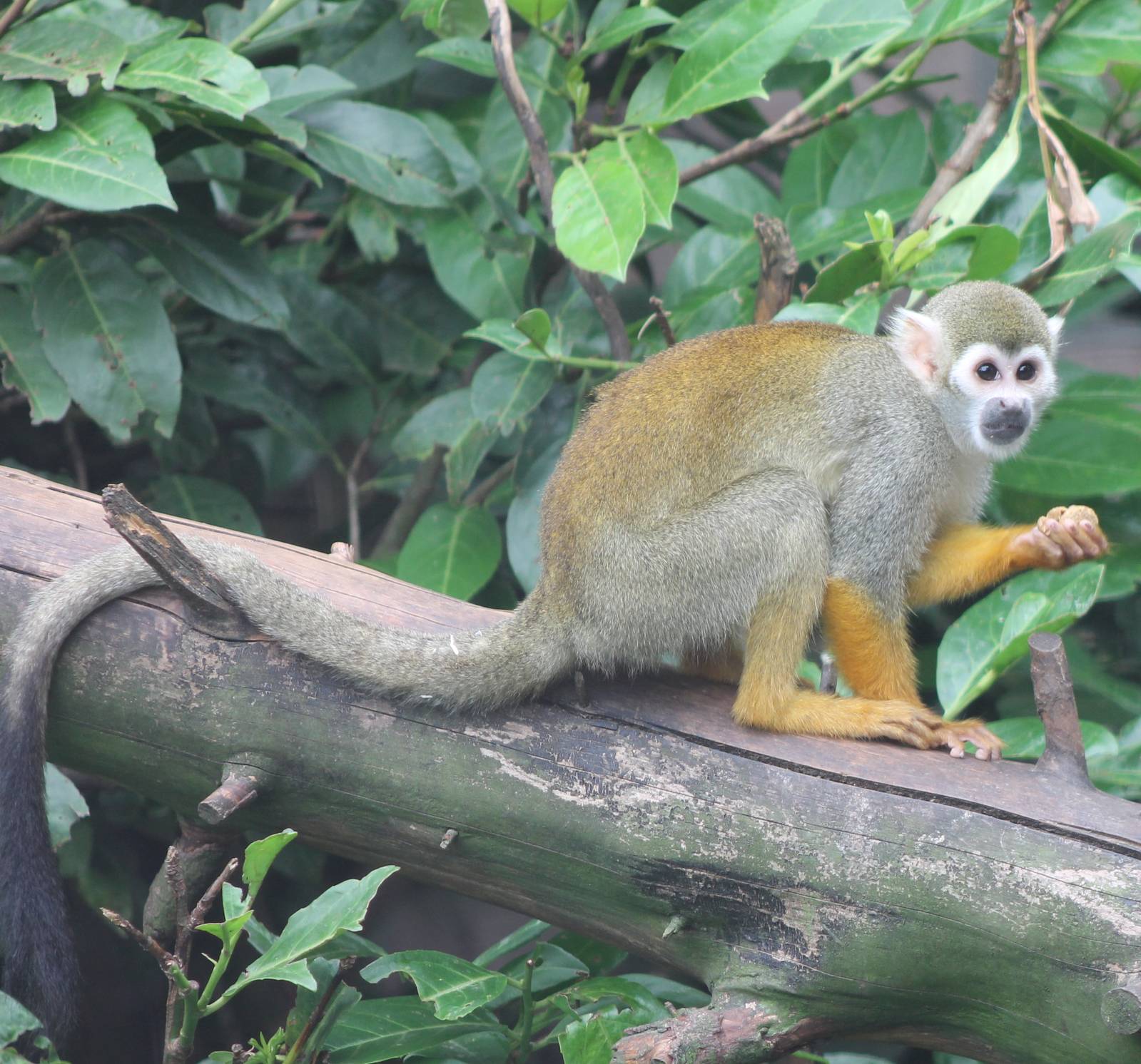 Squirrel monkey
