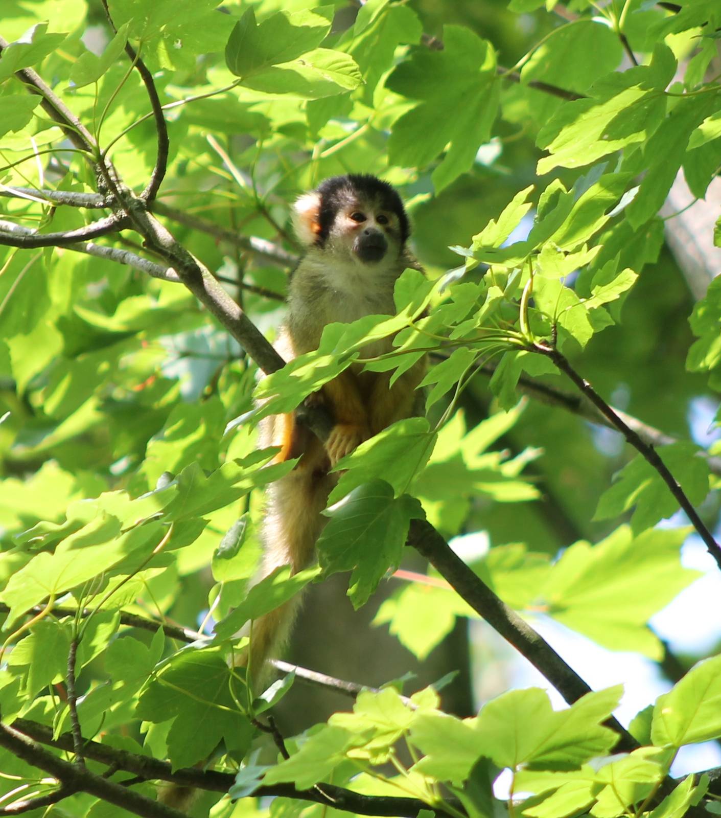 Squirrel monkey
