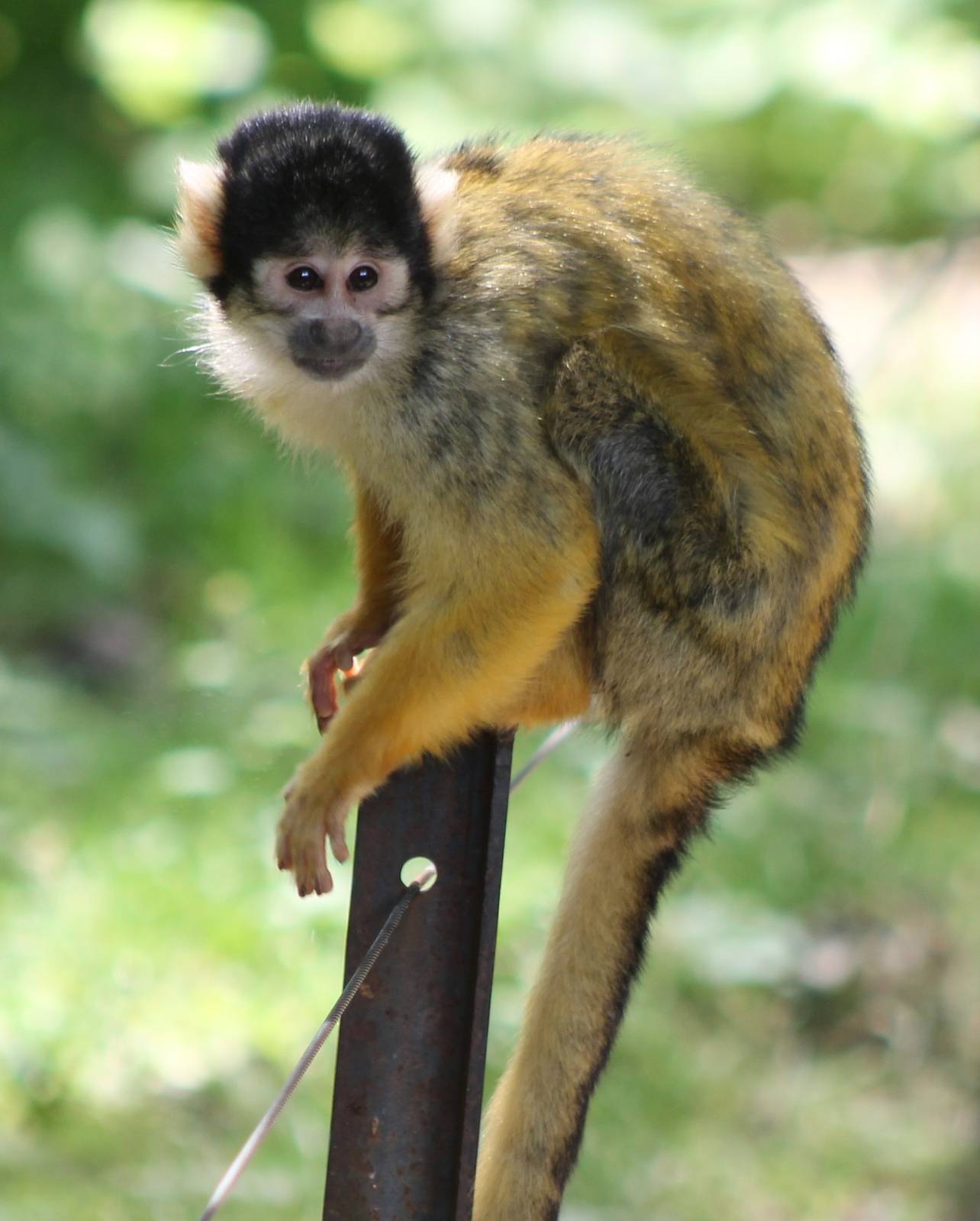 Squirrel monkey