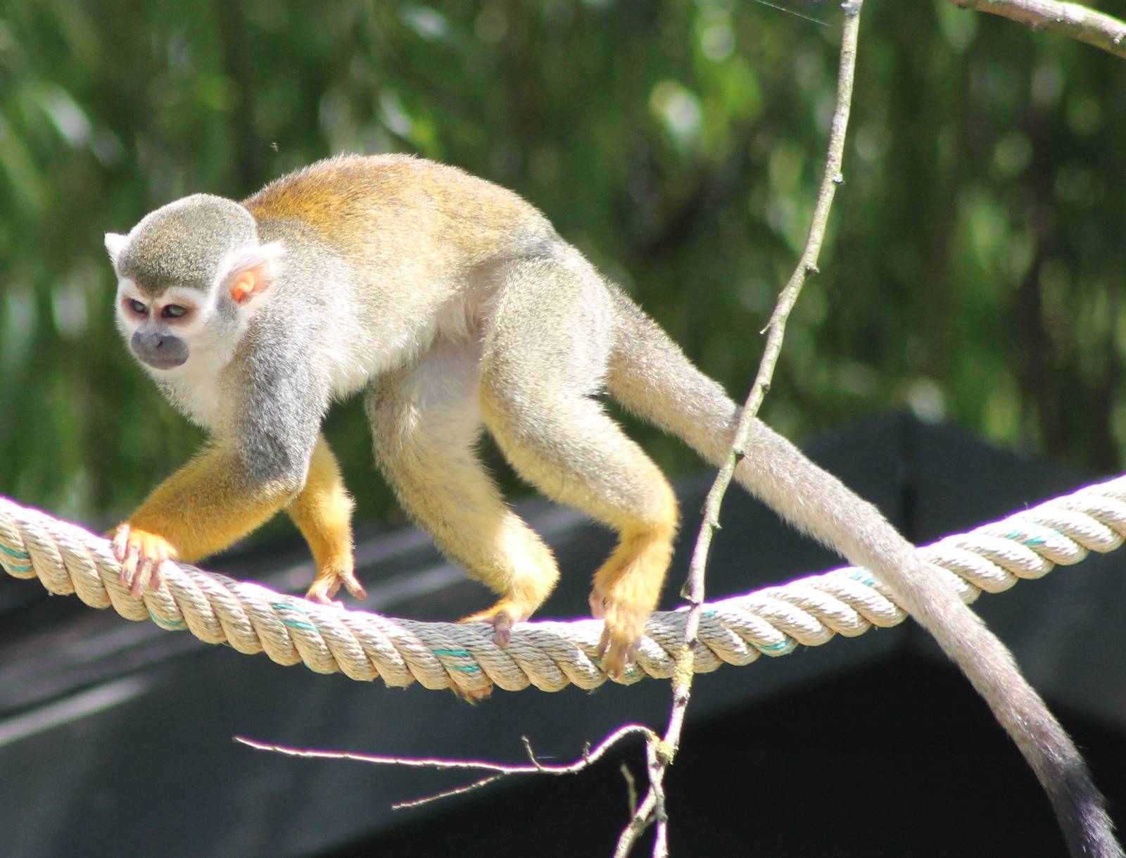 Squirrel monkey