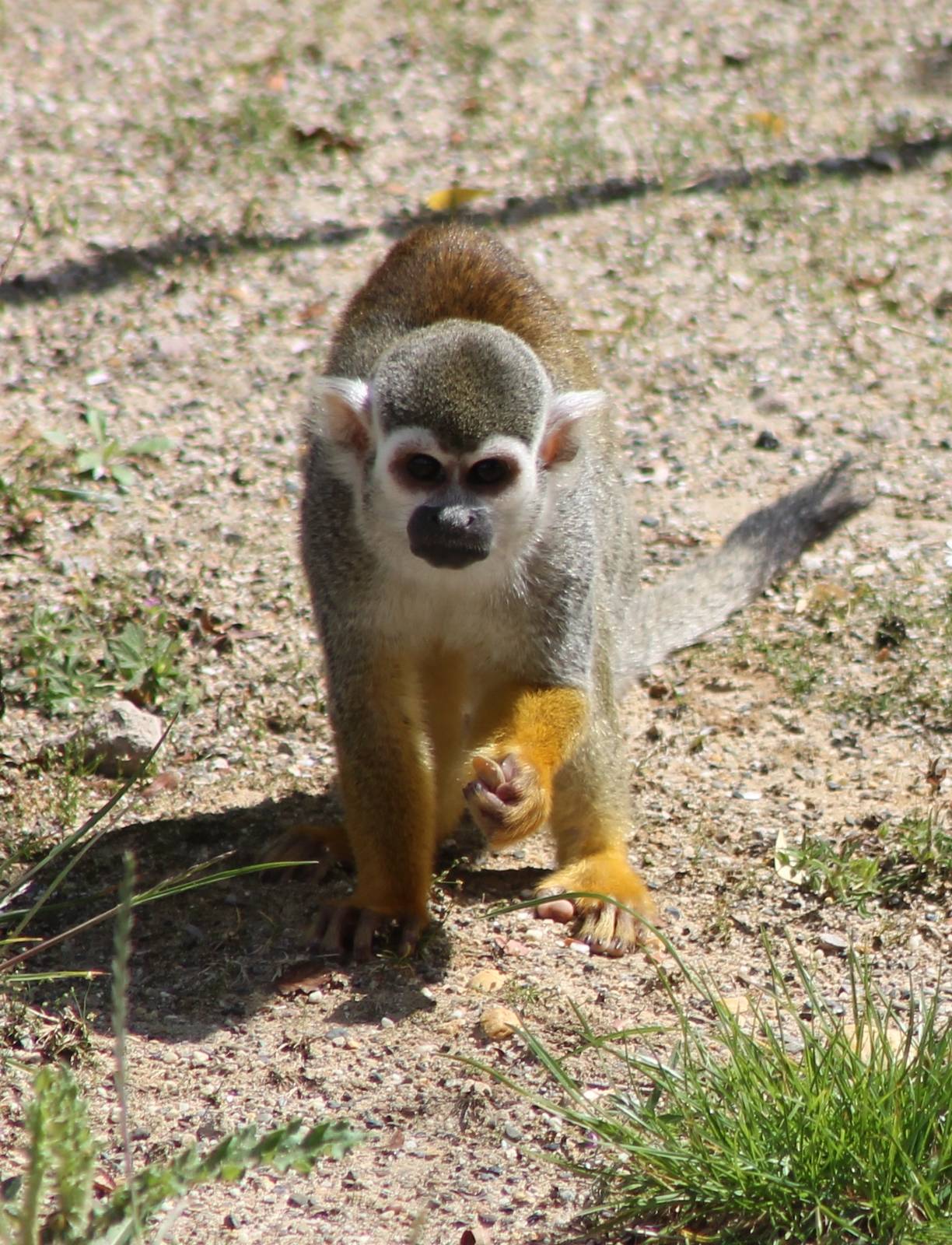 Squirrel monkey