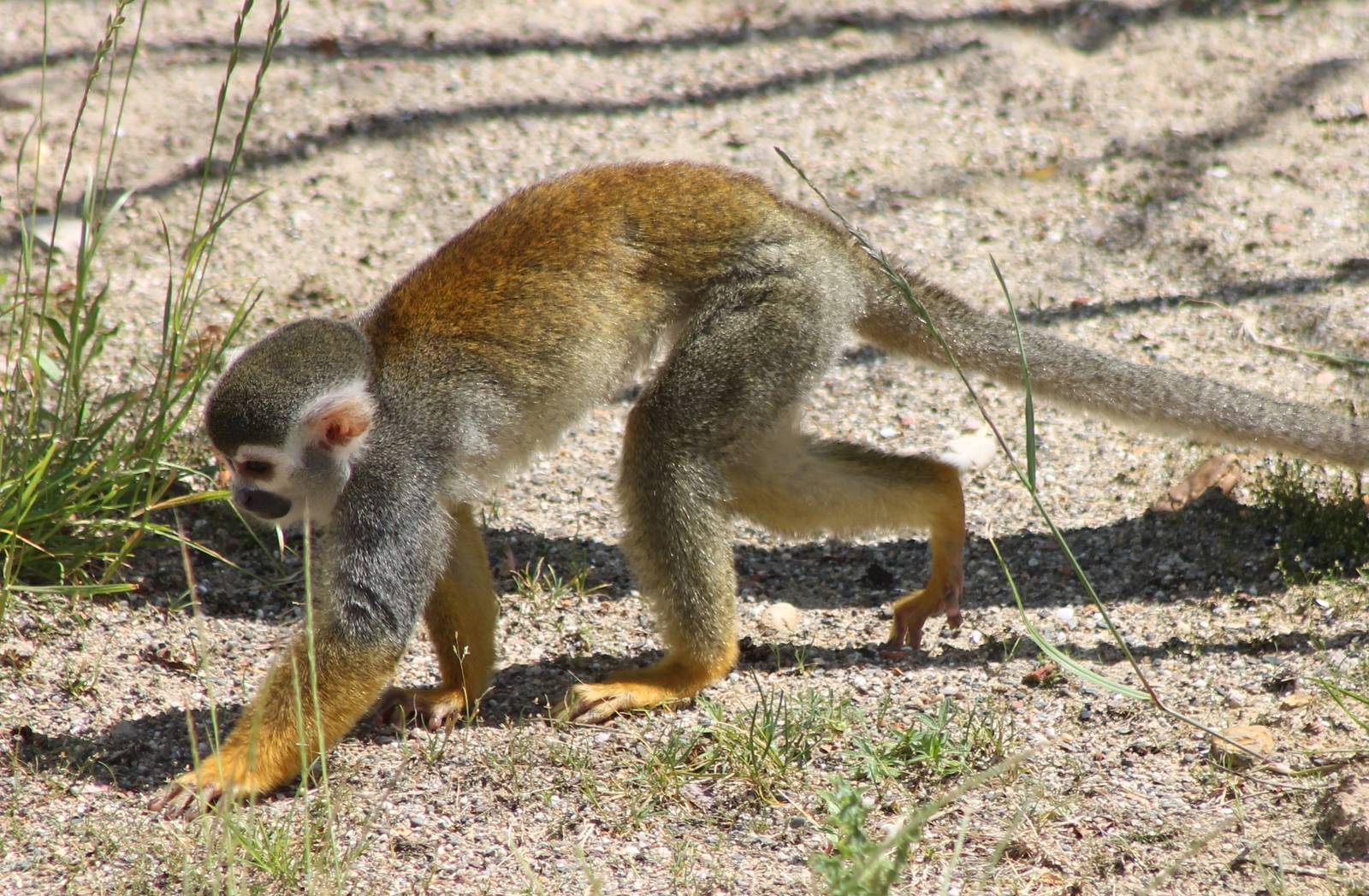 Squirrel monkey