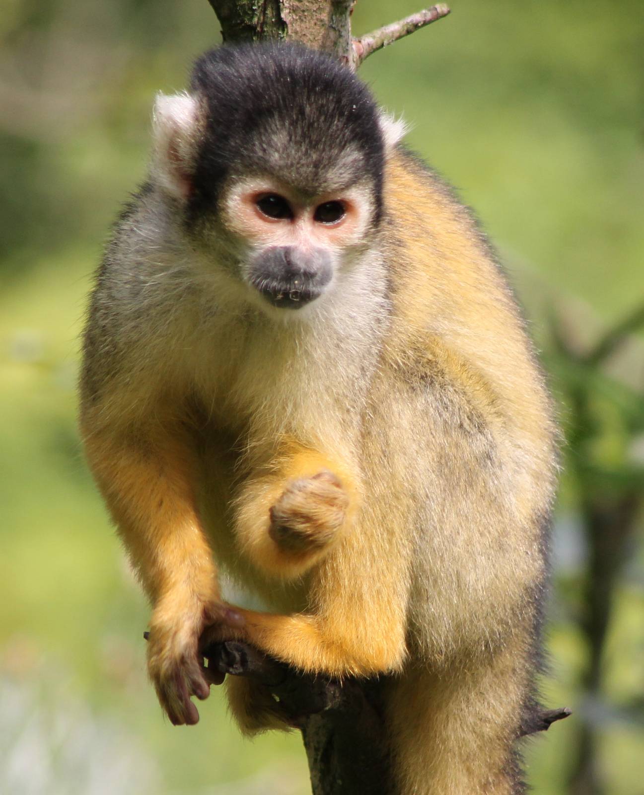 Squirrel monkey