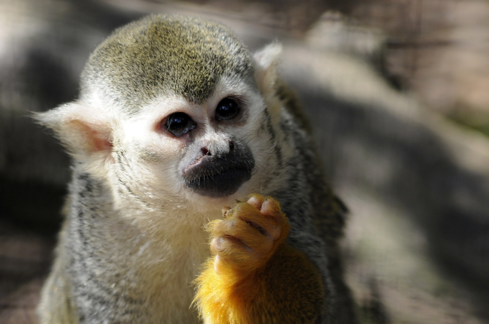 Squirrel Monkey