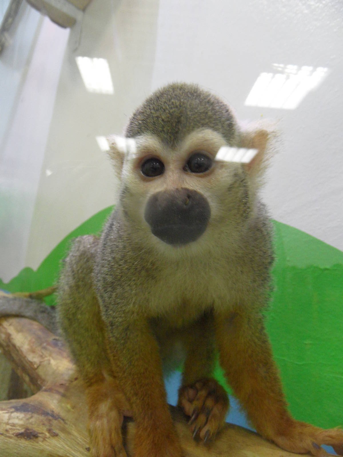 Squirrel monkey