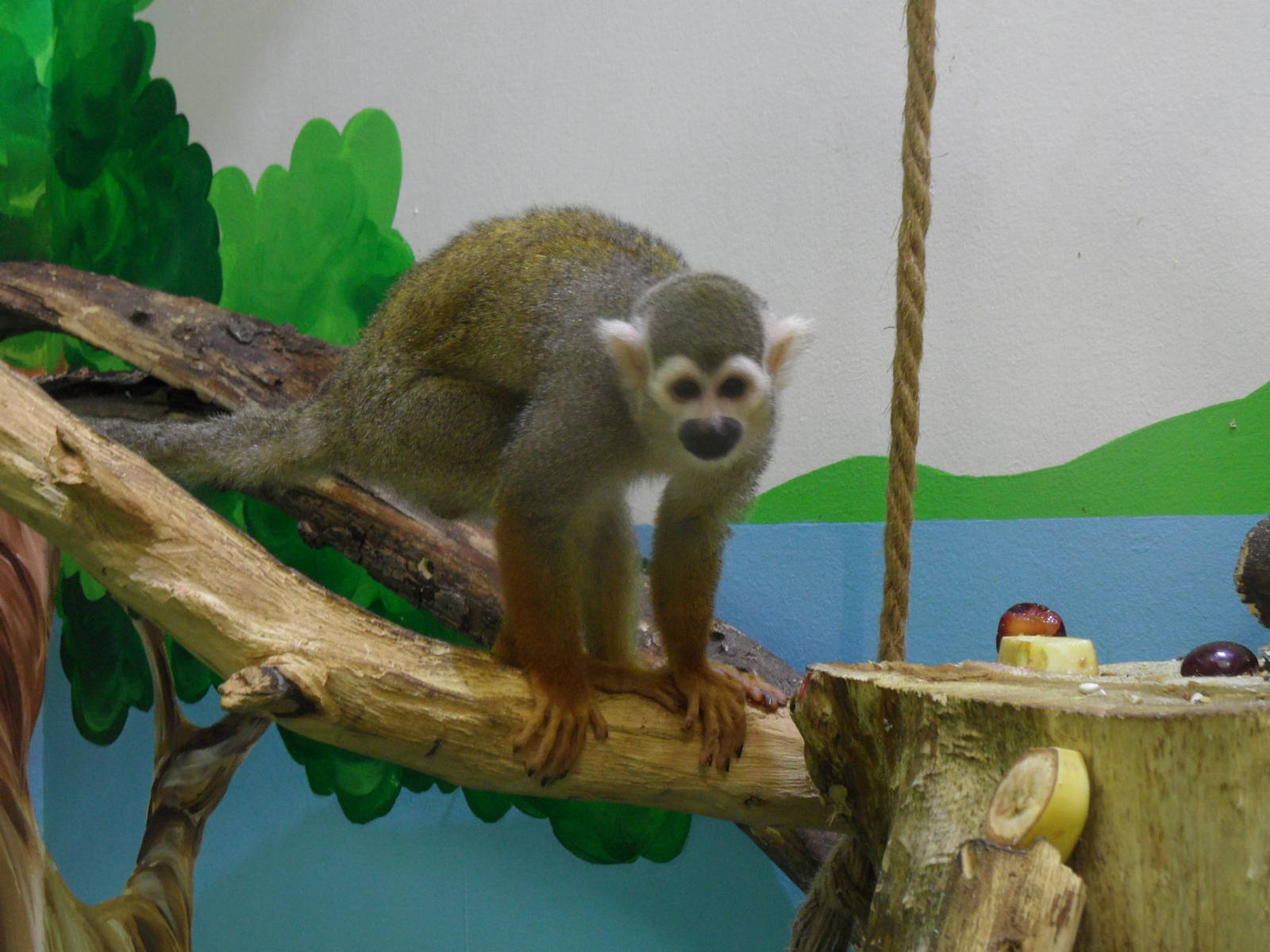 Squirrel monkey