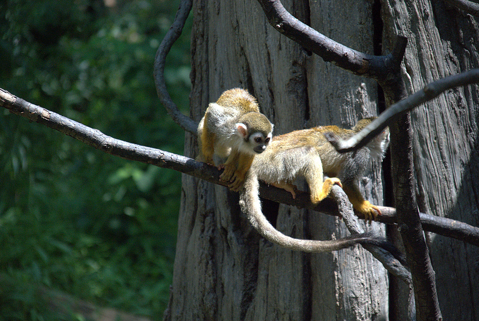 Squirrel Monkey