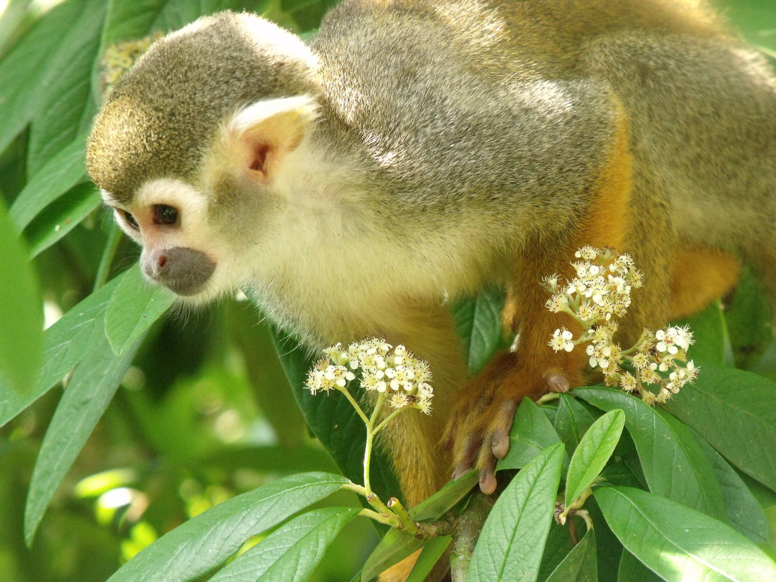 Squirrel Monkey
