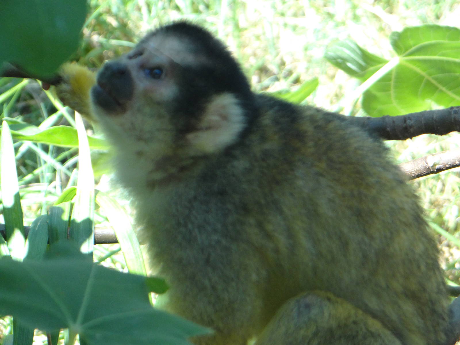 Squirrel monkey