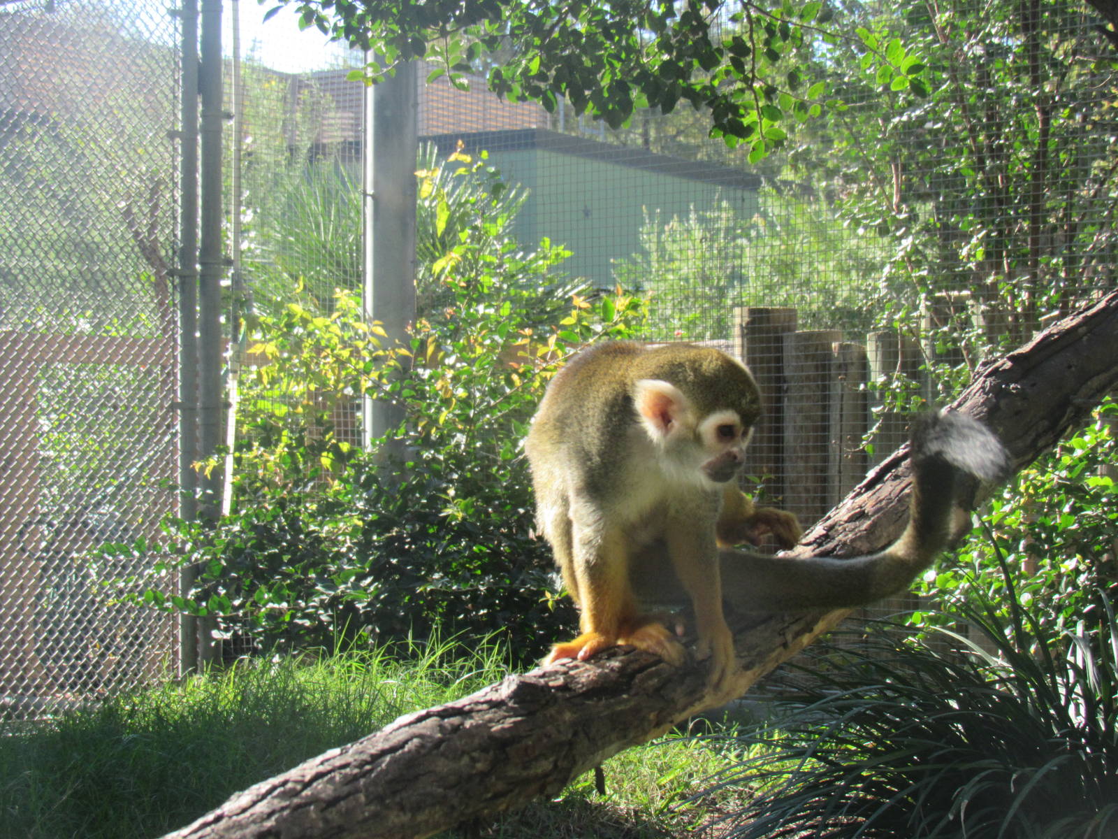 Squirrel monkey