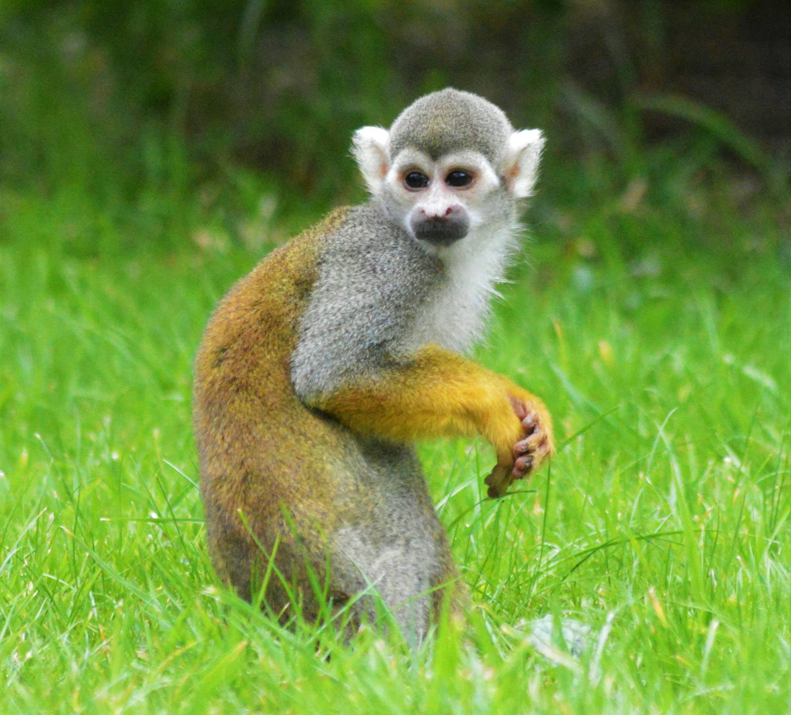 Squirrel Monkey
