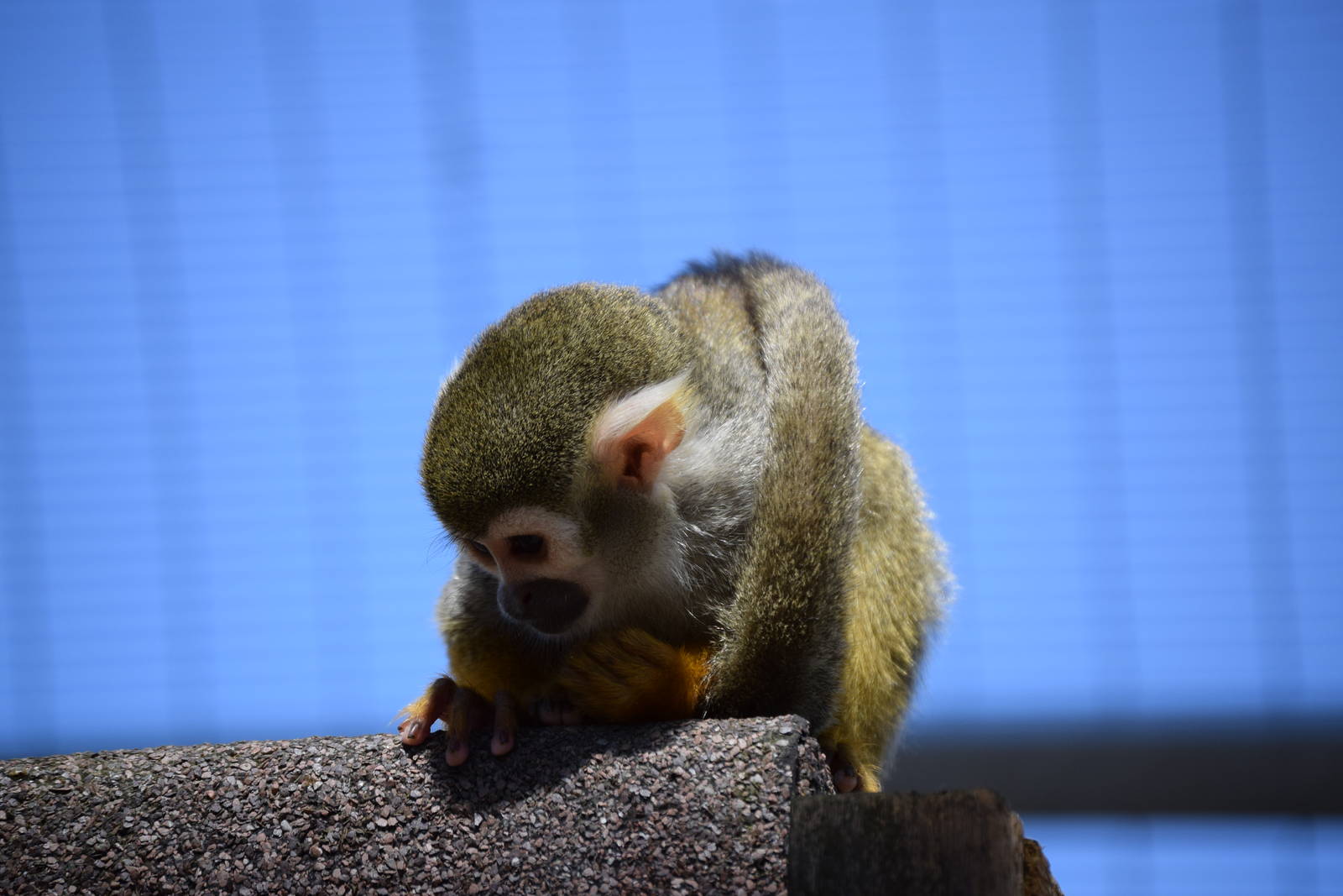 Squirrel monkey
