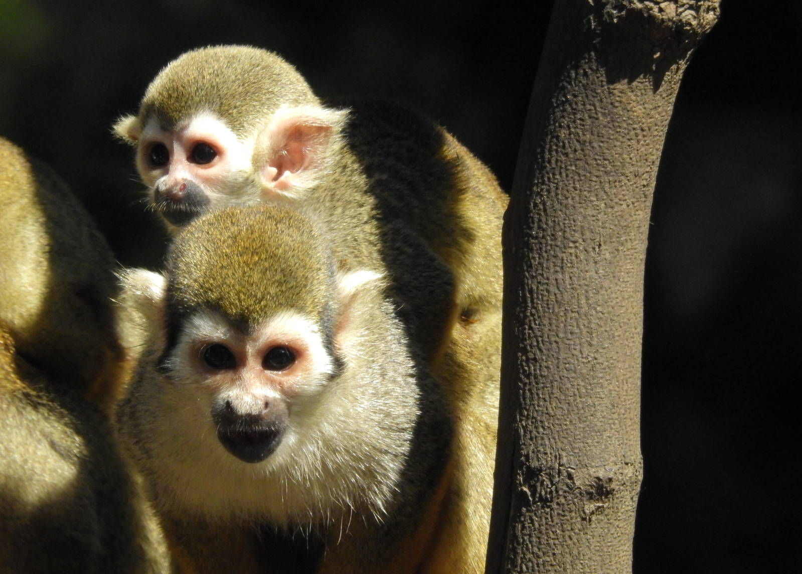 Squirrel Monkey