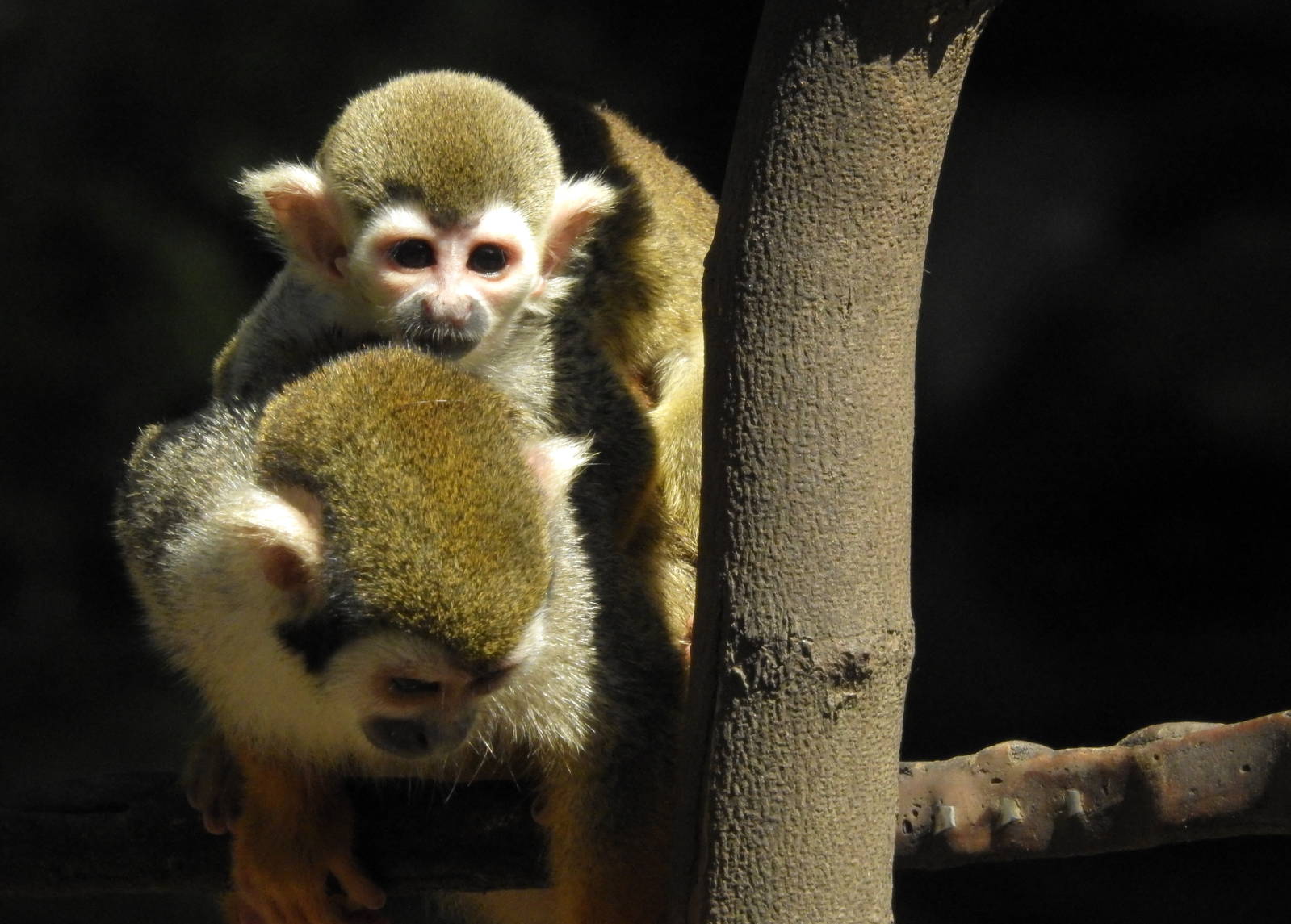 Squirrel Monkey