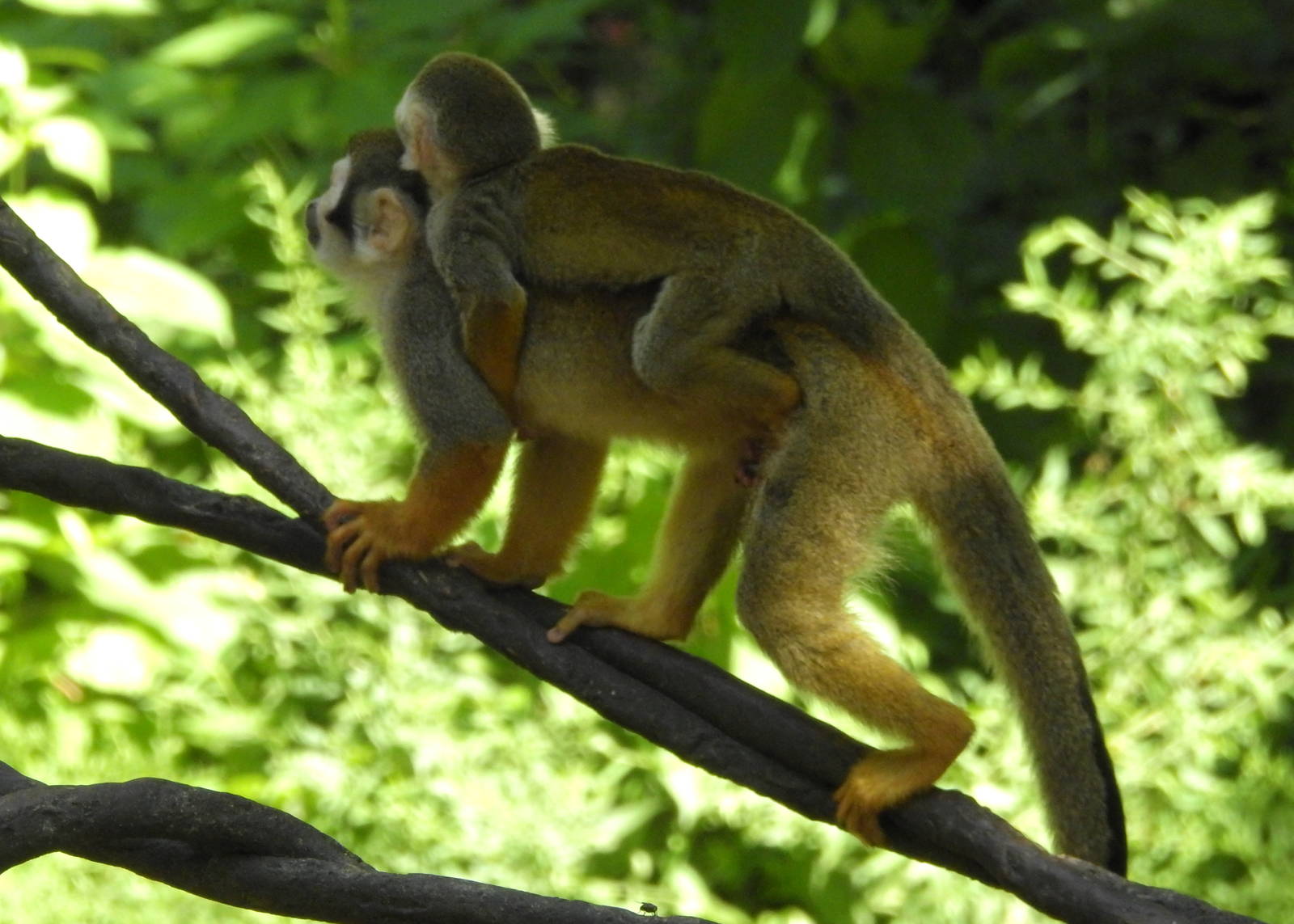 Squirrel Monkey
