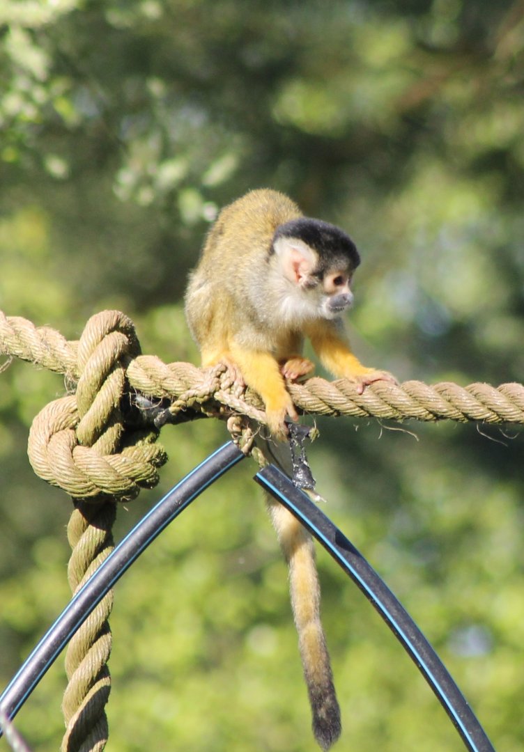 Squirrel monkey