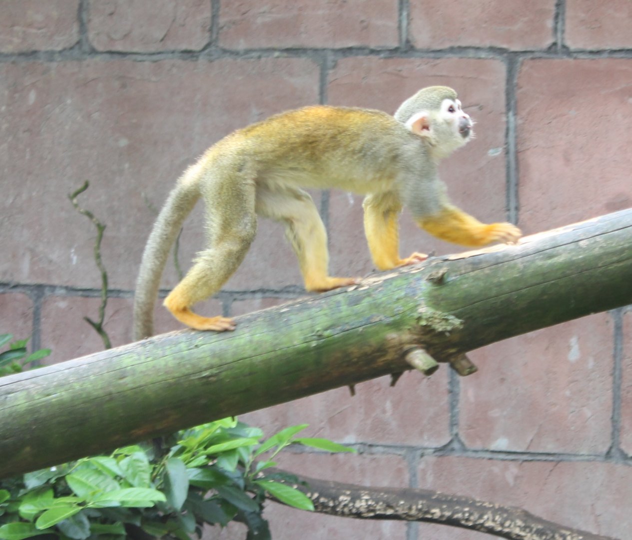 Squirrel monkey