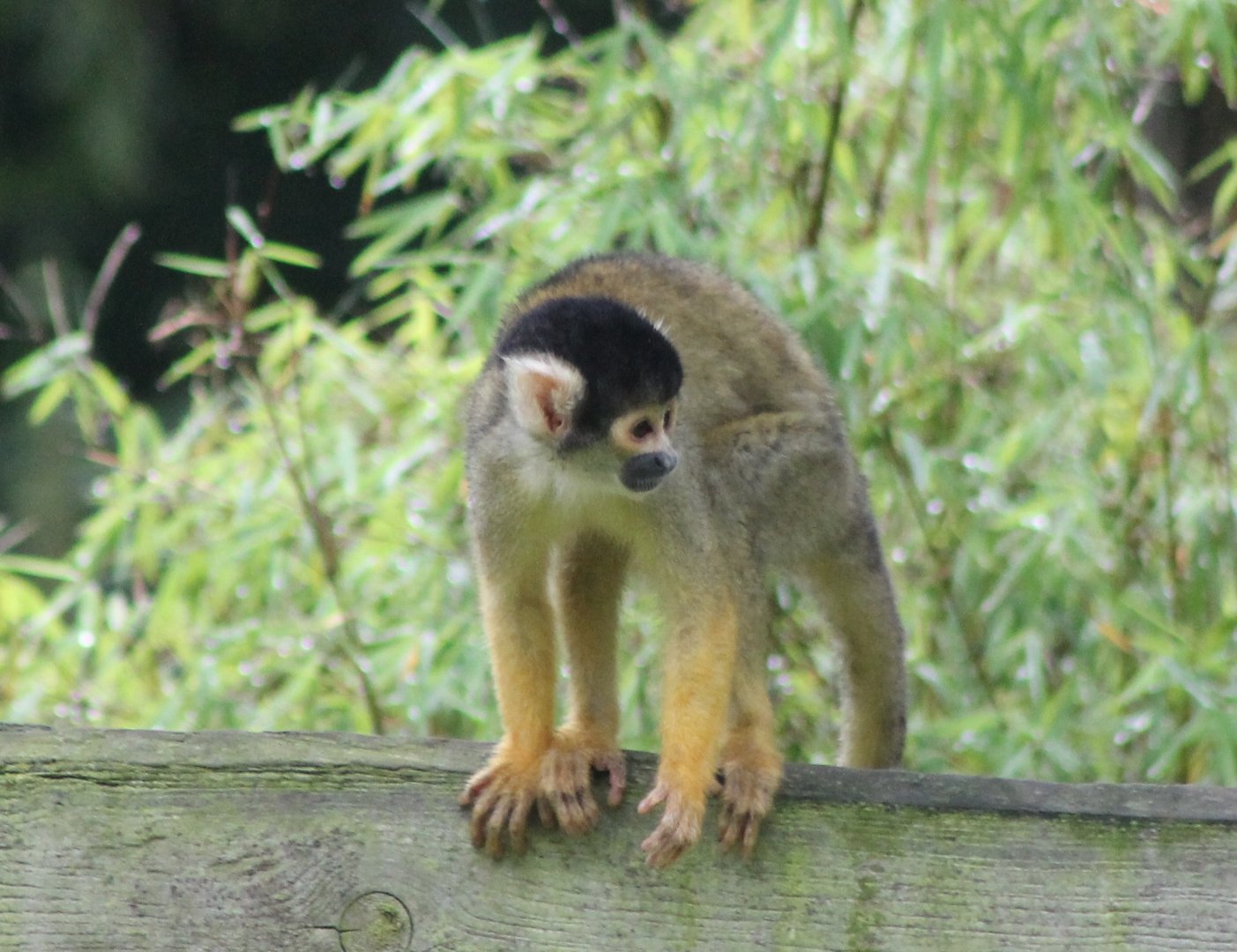 Squirrel monkey