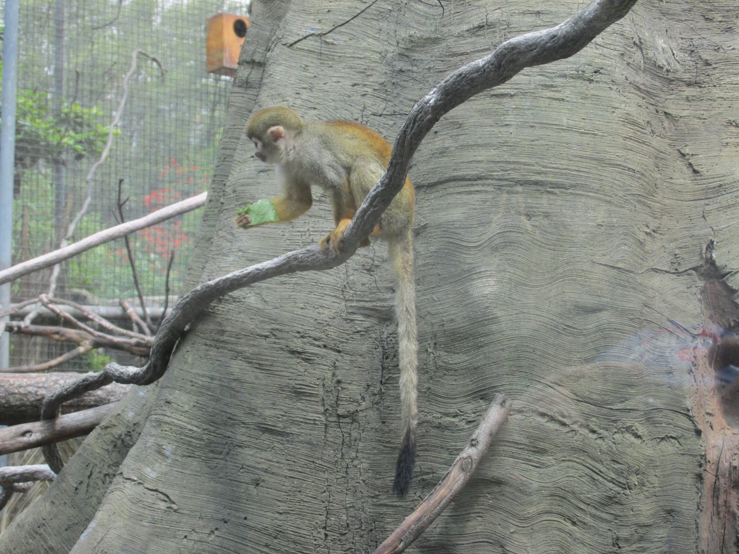 squirrel monkey