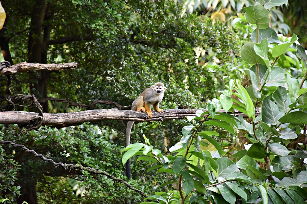 Squirrel monkey
