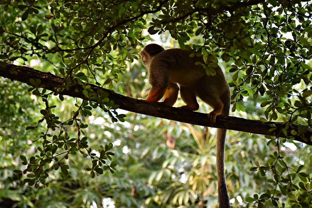 Squirrel monkey
