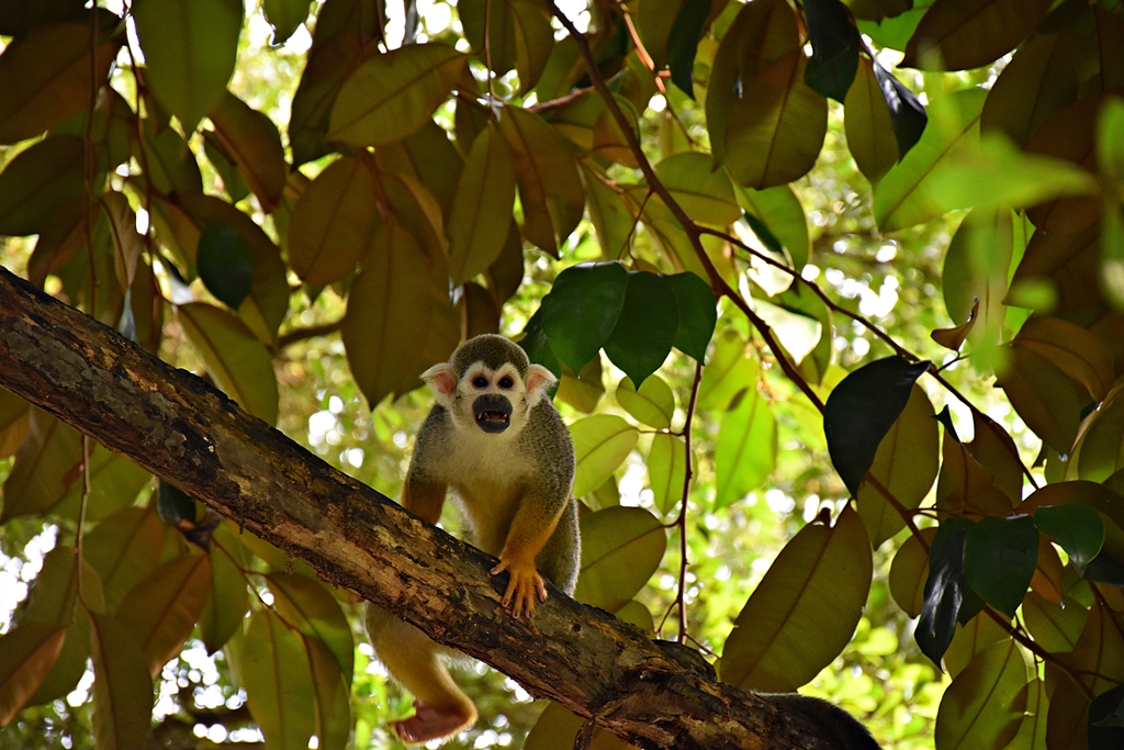 Squirrel monkey