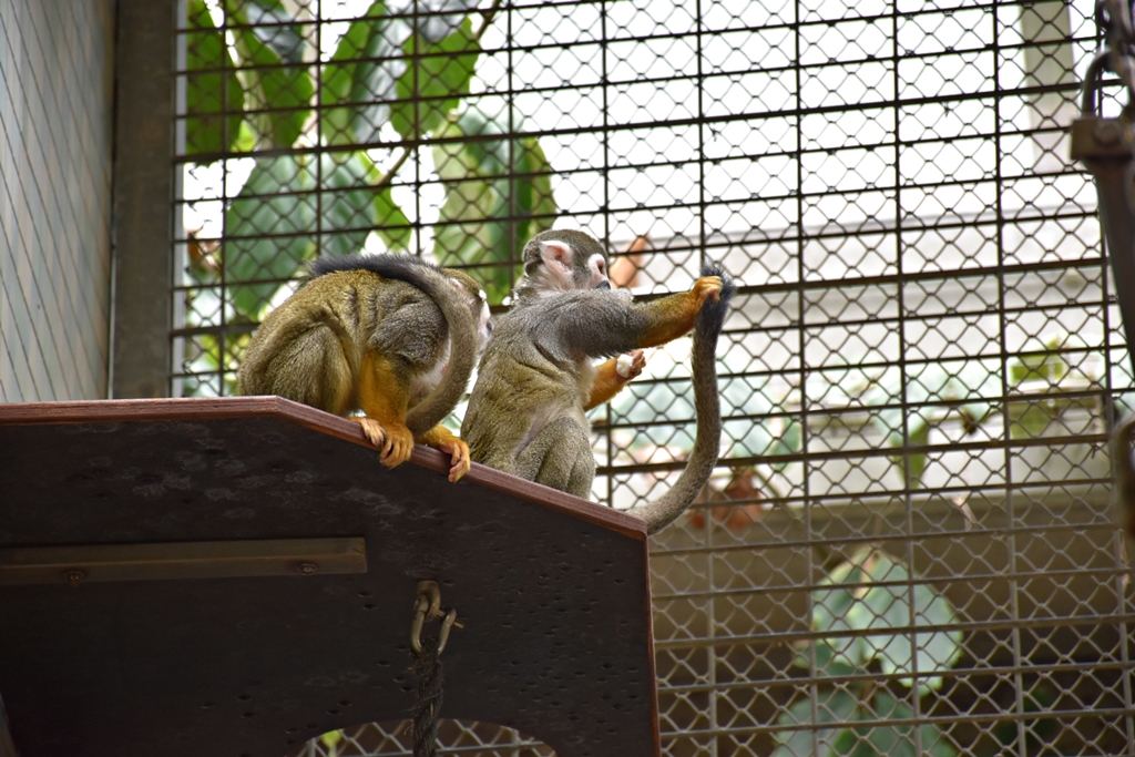 Squirrel monkey