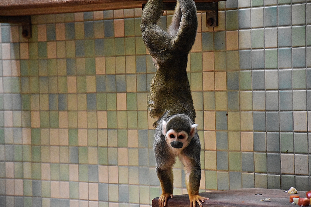 Squirrel monkey