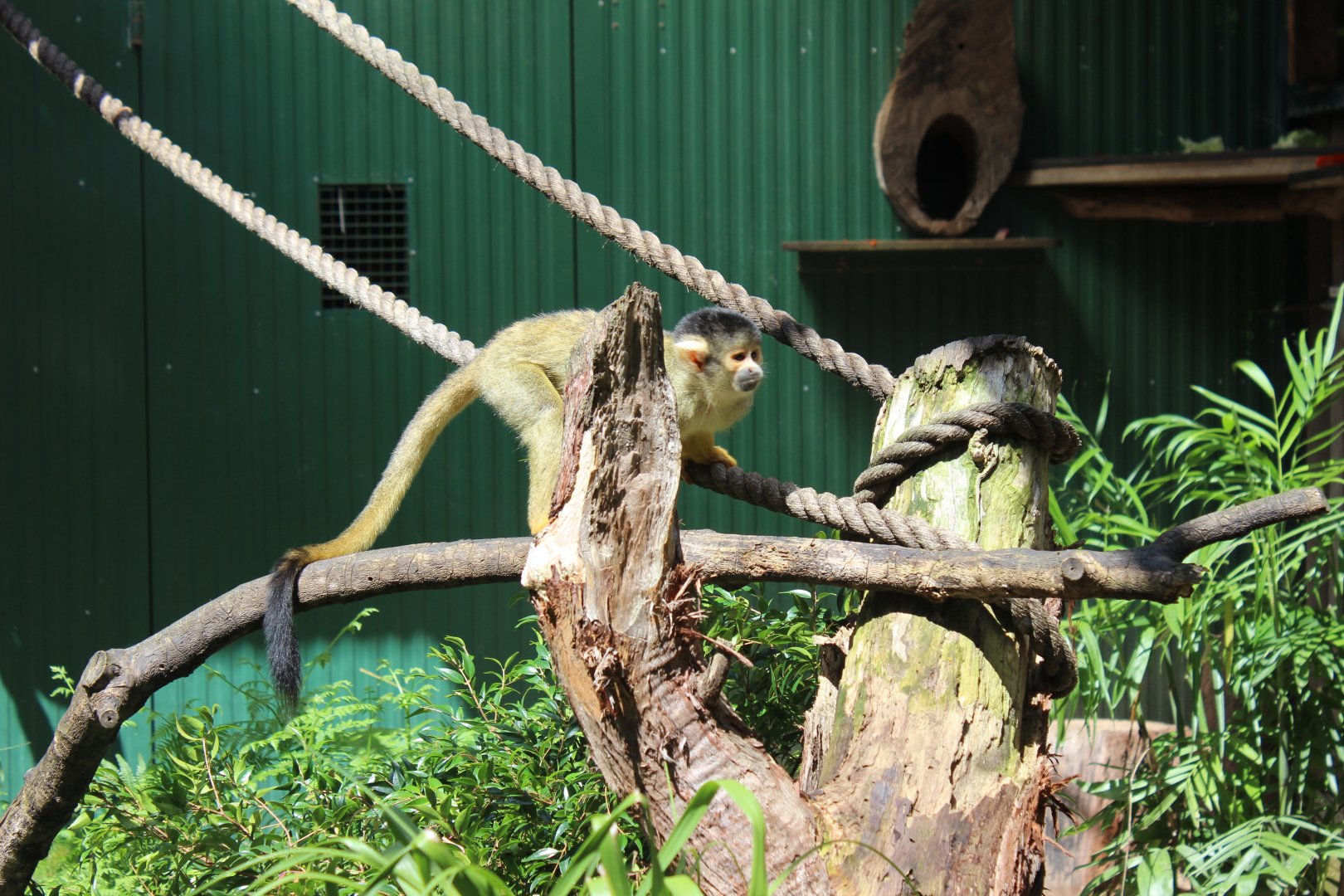 Squirrel Monkey
