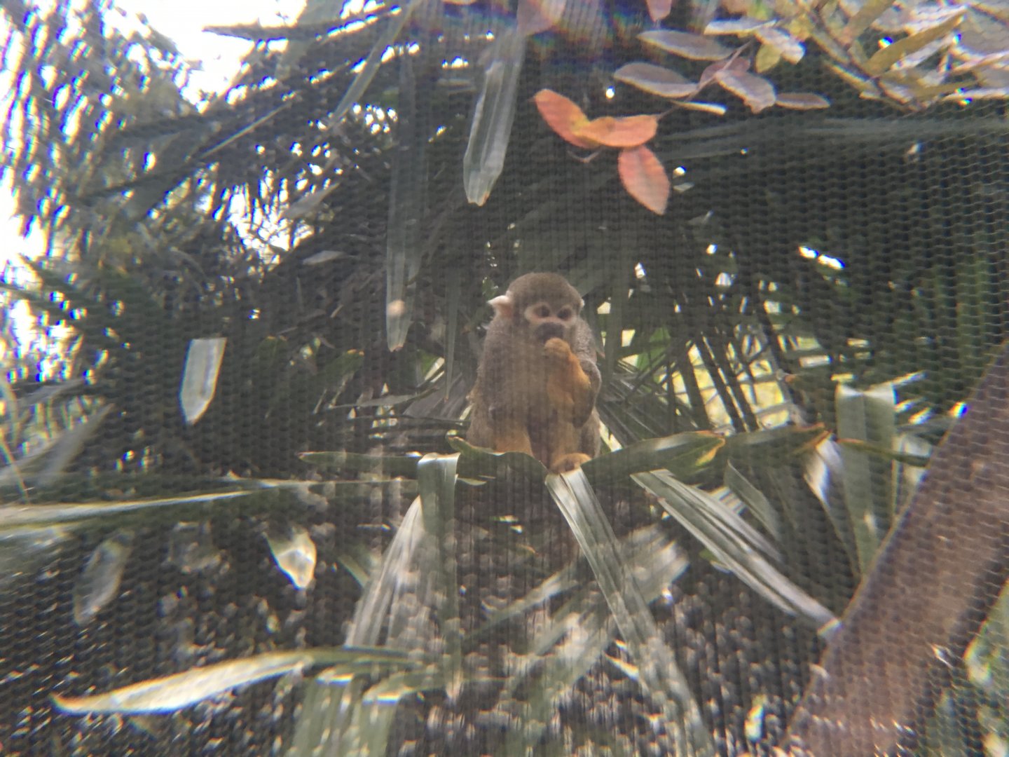 Squirrel Monkey