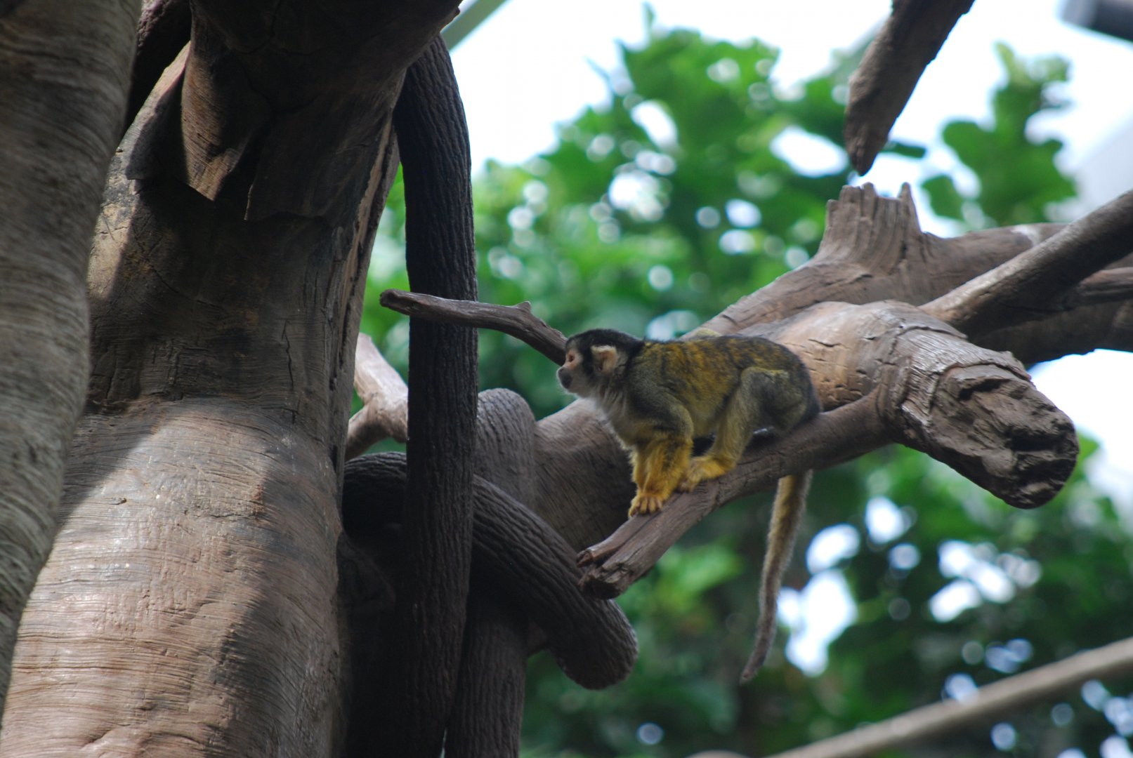Squirrel Monkey