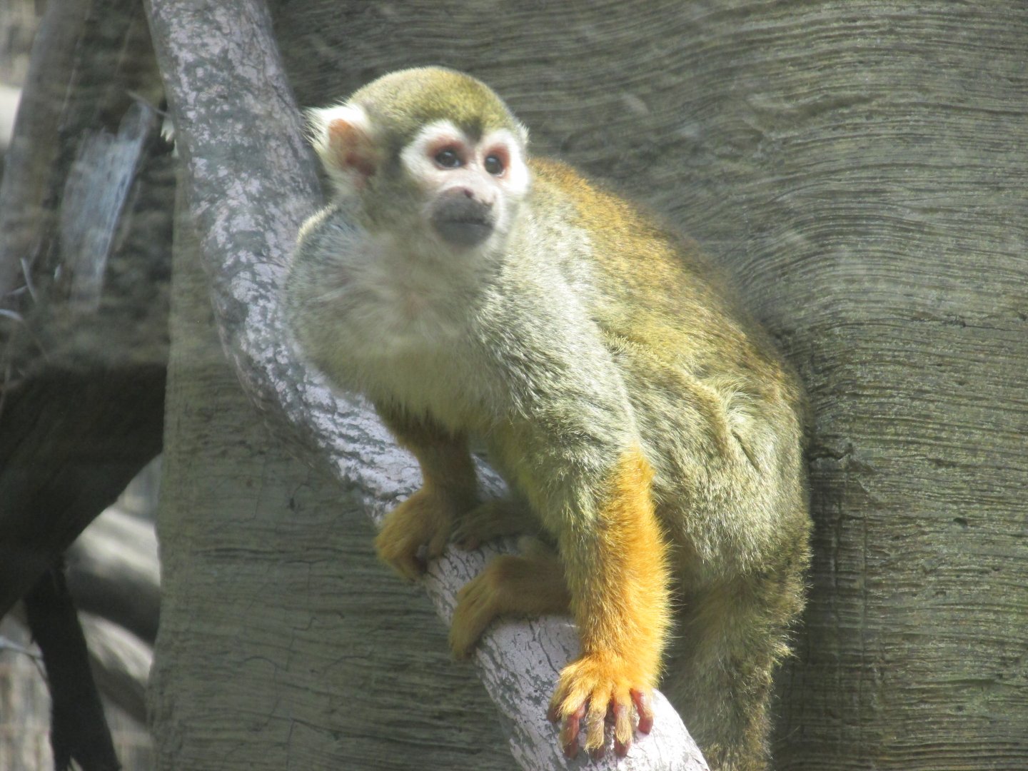 squirrel monkey