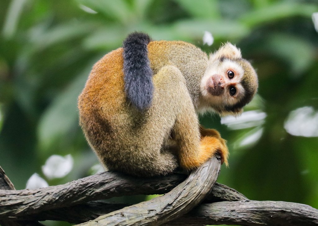 Squirrel Monkey