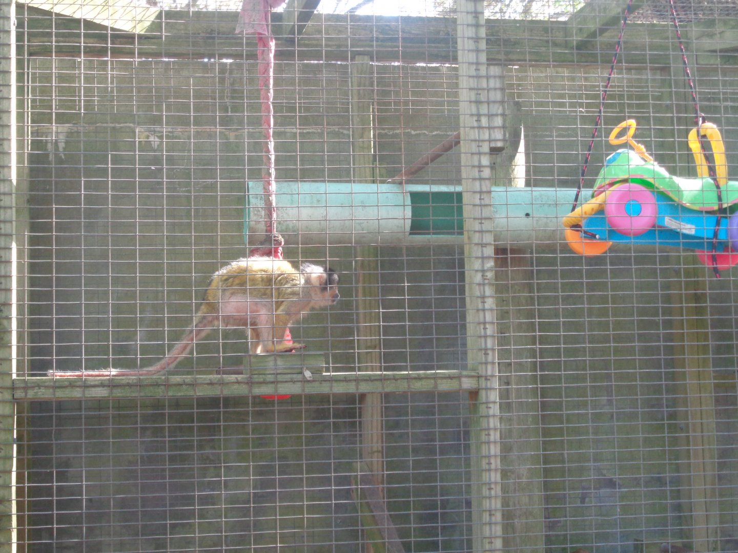 Squirrel monkey