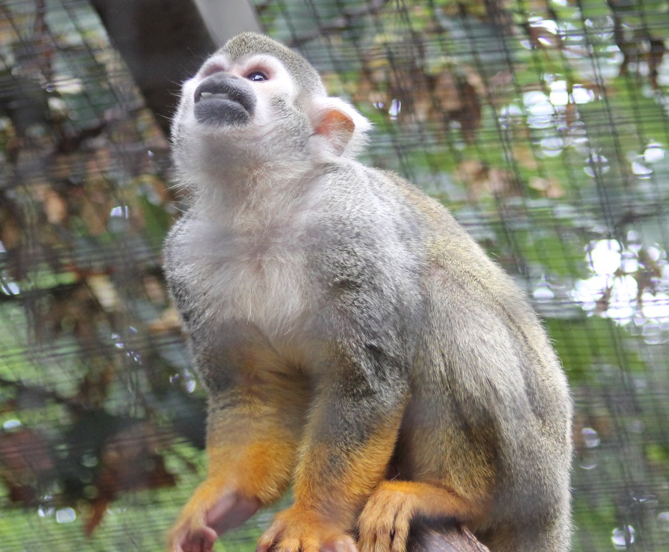 Squirrel monkey