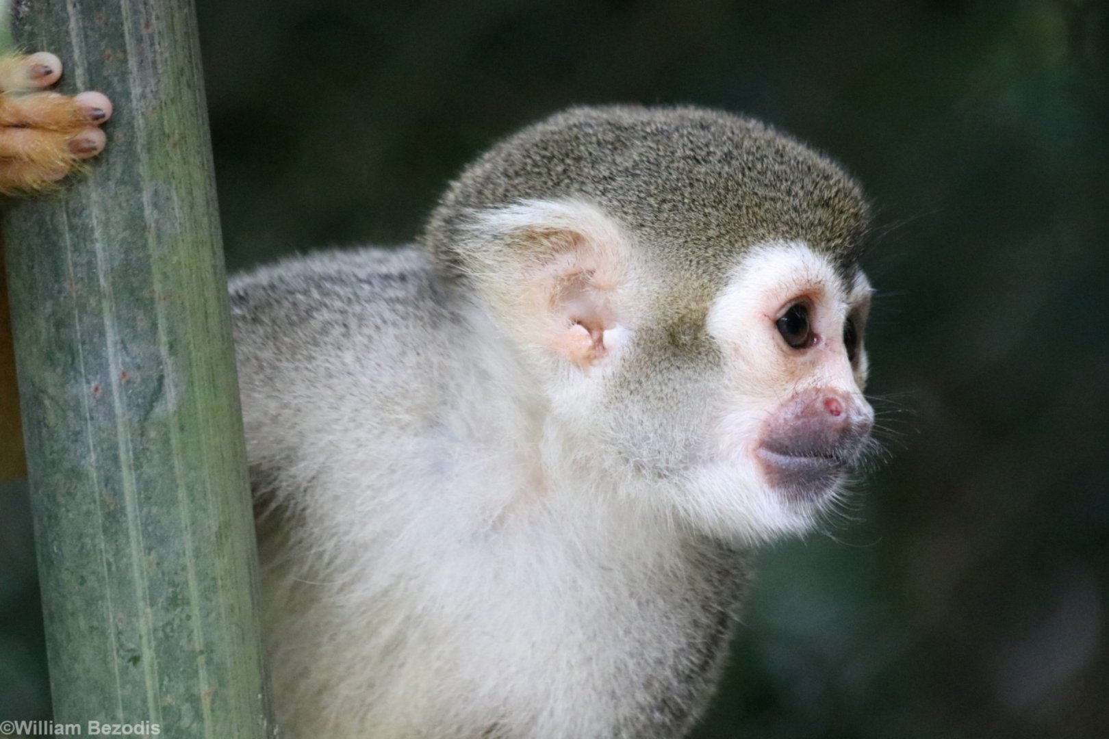 Squirrel Monkey