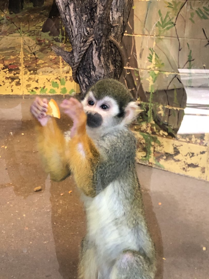 Squirrel Monkey