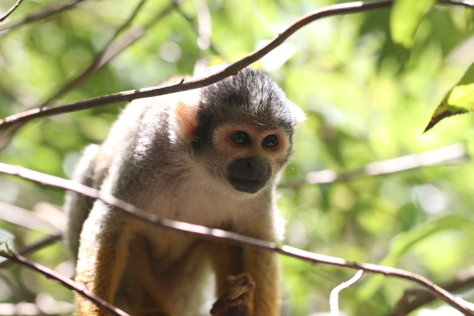 Squirrel monkey