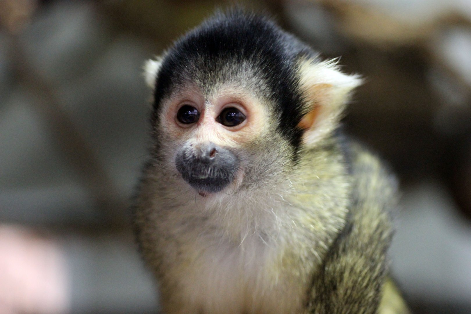 Squirrel Monkey