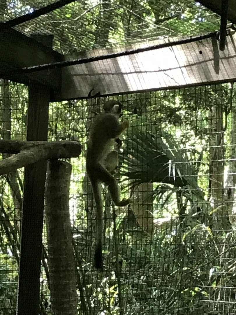 Squirrel monkey