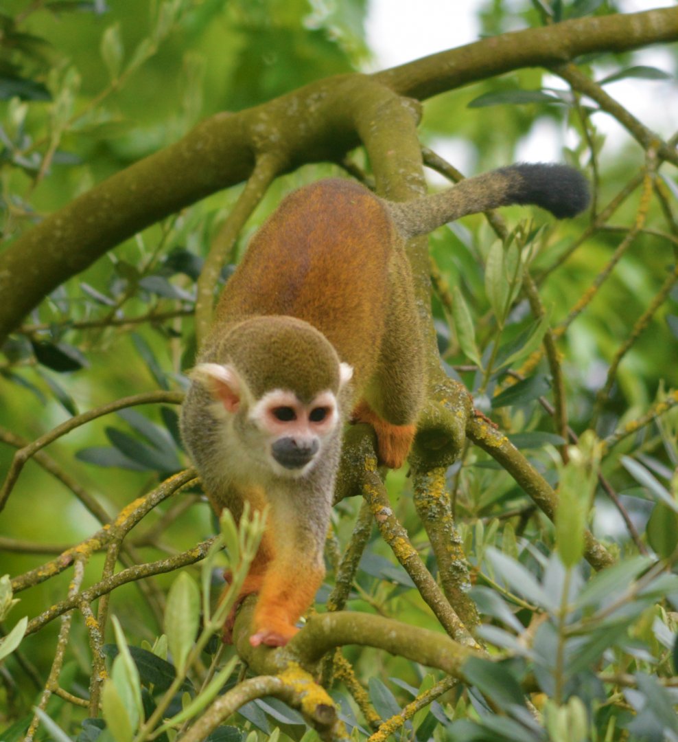 Squirrel Monkey