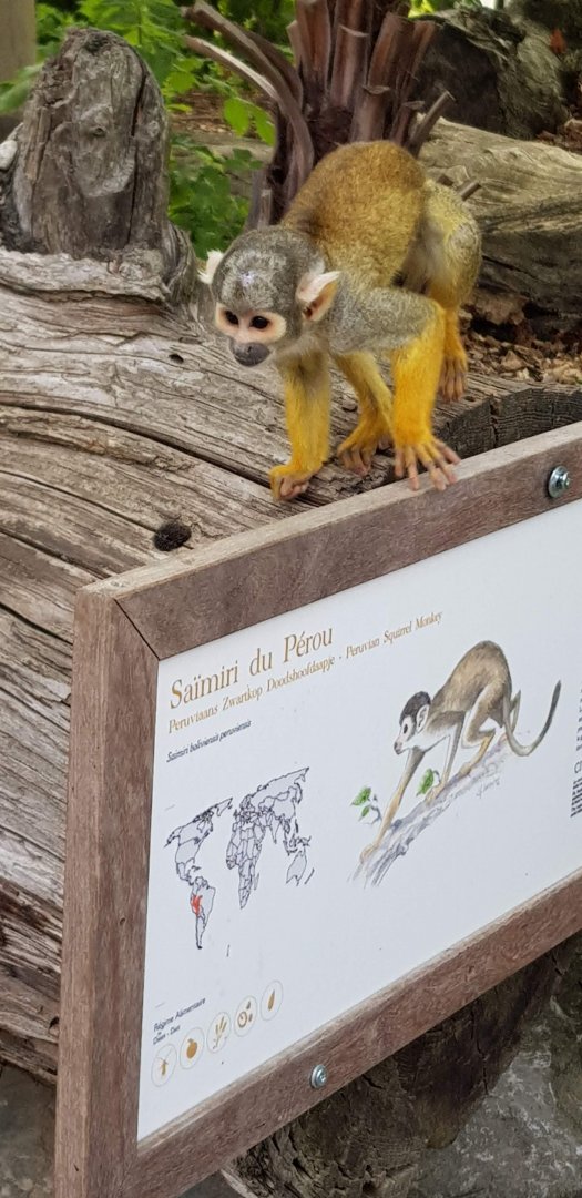 Squirrel monkey