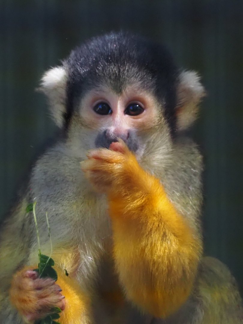 Squirrel Monkey