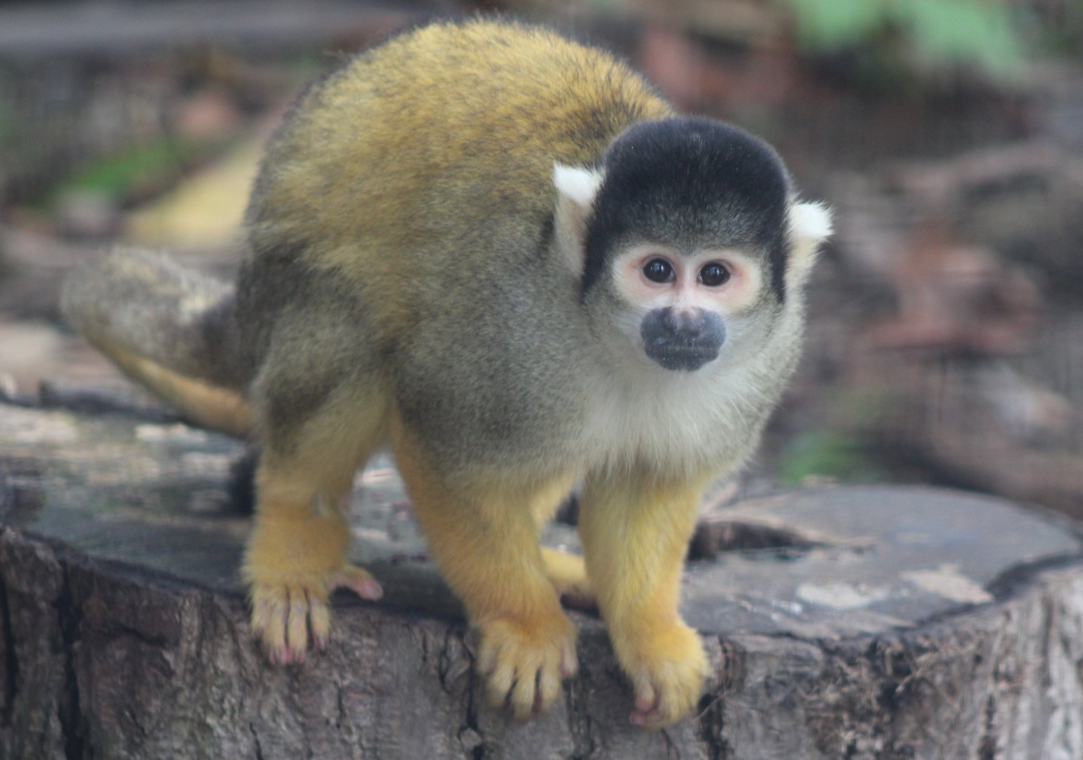 Squirrel monkey