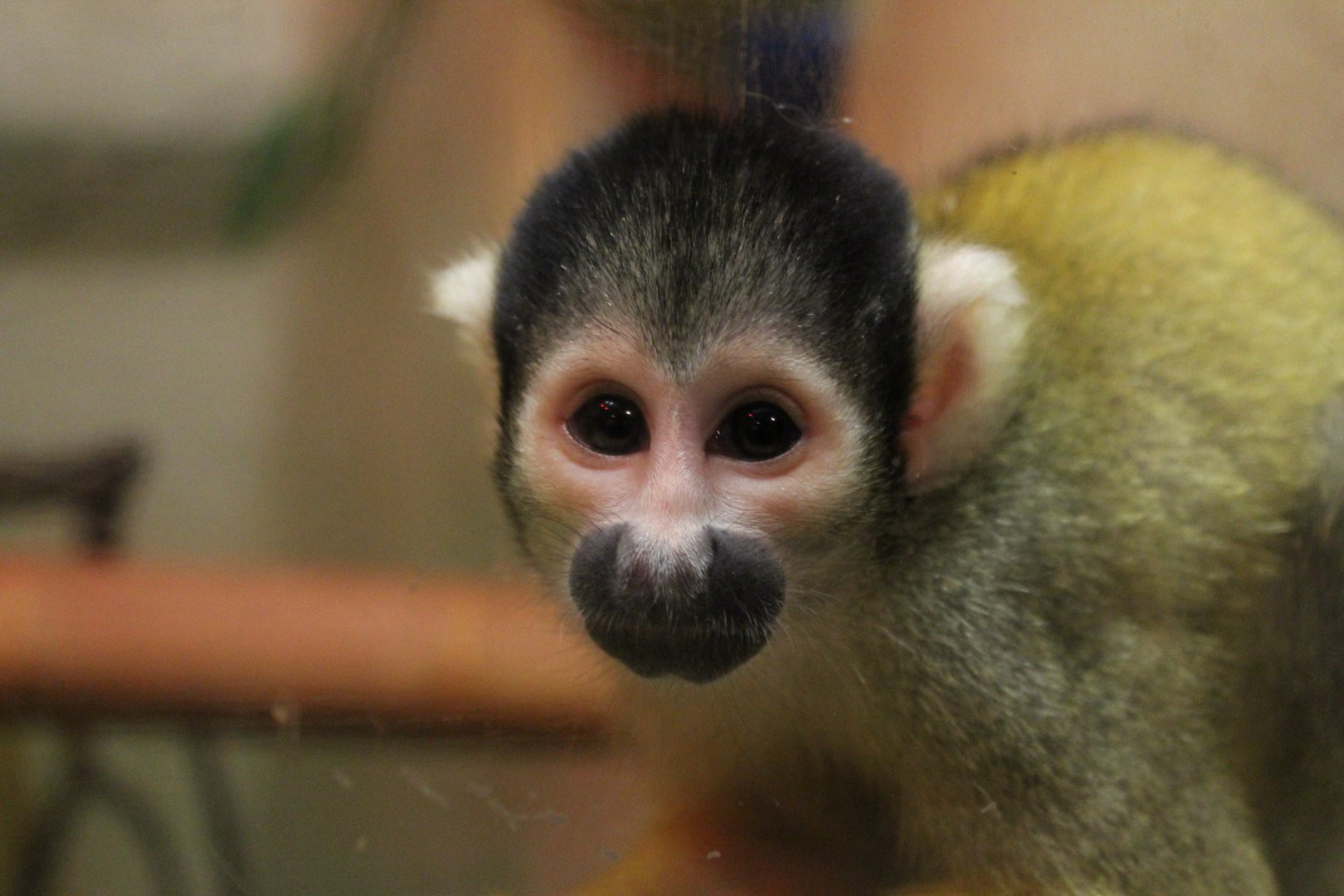 Squirrel Monkey