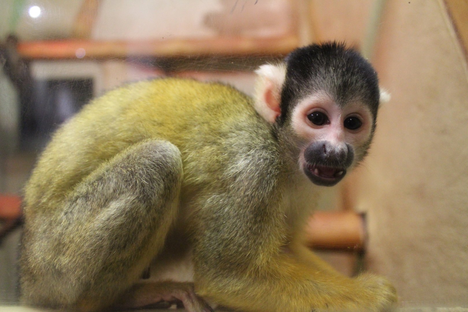Squirrel Monkey