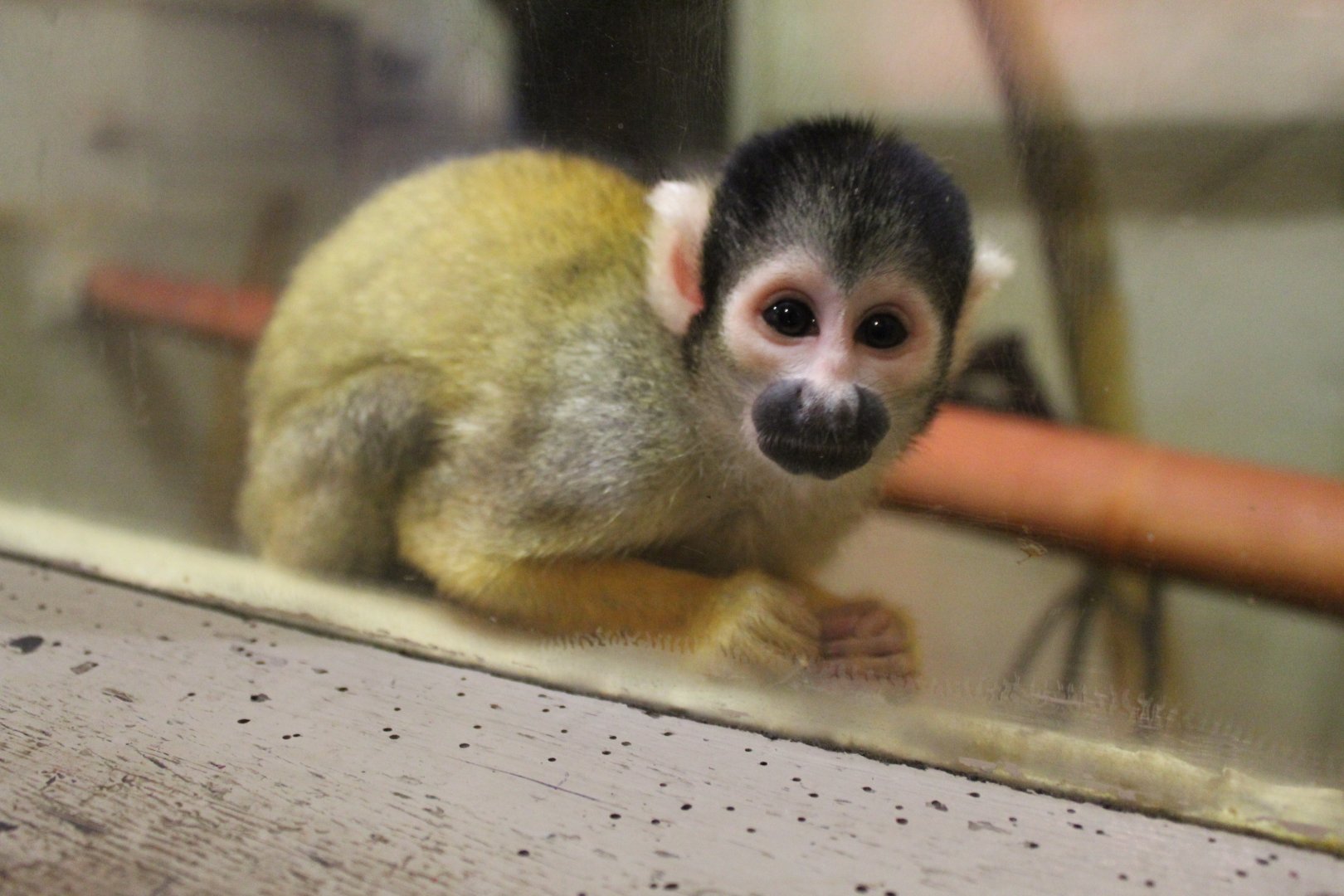 Squirrel Monkey